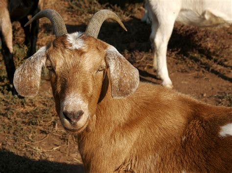 Filebrown Female Goat Wikipedia