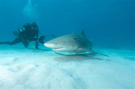 Lemon Shark And Photographer Keith Grundy Negaprion Brevirostris Bahamas