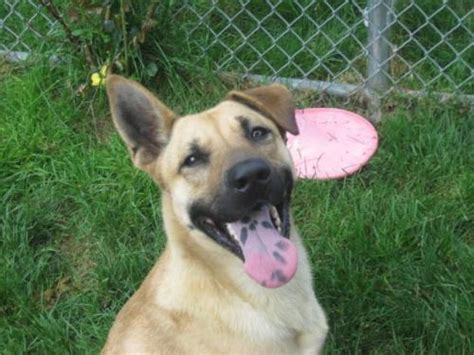 Buddy Available German Shepherd Dog From Shepherds Hope Rescue