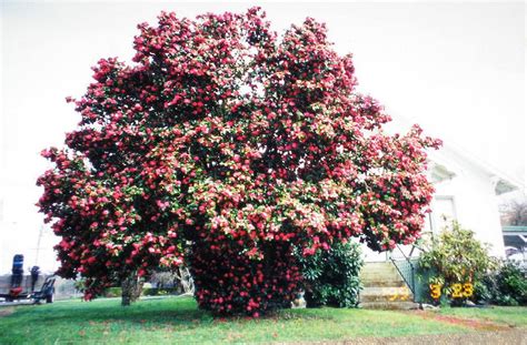 mom s camelia tree camelia tree tree west linn oregon