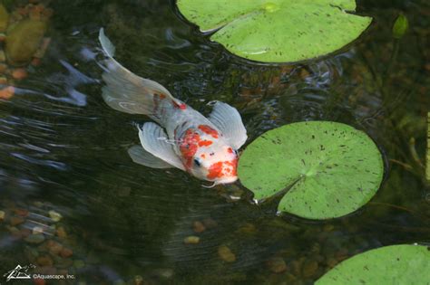 Butterfly Koi Basic Facts To Know