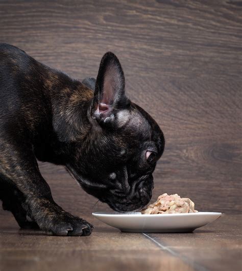 Best canned food for french bulldog puppies. Best Food For French Bulldogs And Their Special Requirements