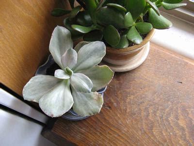 What are the rental costs for houses in prescott, az? whitish succulent with broad flatish leaves
