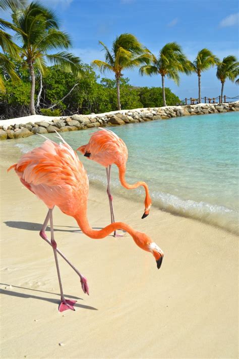 Flamingo Beach Aruba Photo Of The Day Round The World