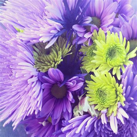 Purples from my love | Plants, Purple, Love