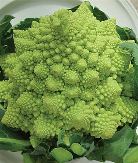 The 10 Best Broccoli Varieties To Grow At Home Gardeners