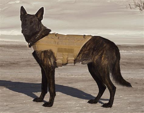 K9 Dog Training Equipment K9 Tactical Gear Buy Coyote Brown