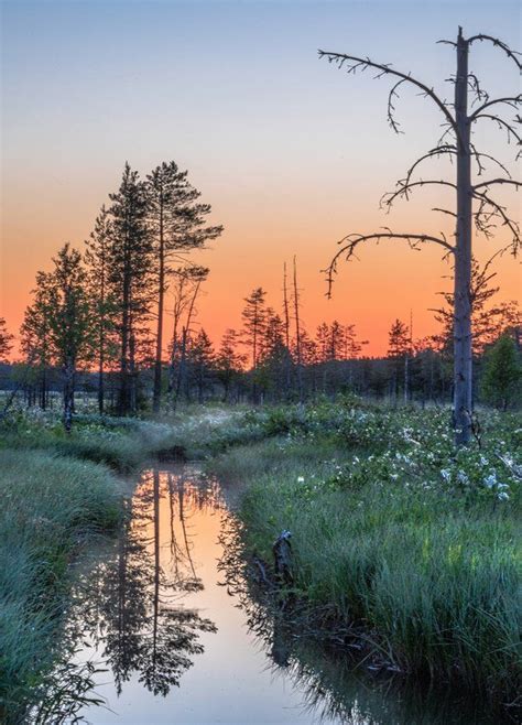 🇫🇮 Sunrise In The Woods Finland By Asko Kuittinen 🌅 Nature Pictures