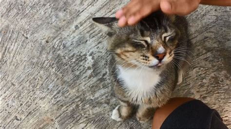 Feral Cat Meowing So Loudly Wants Many Head Rubs And Love Cats