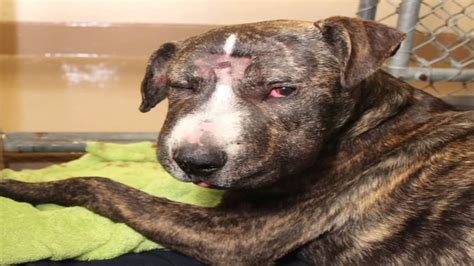 Badly Abused Dog In San Francisco Euthanized After Suffering From