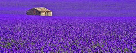 France Provence Flower Lavender House Plantation The Field