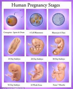 Stages Of Embryo Development In Pregnant Woman Pregnant Parenting My