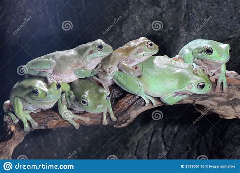 Six Dumpy Tree Frogs Resting In The Bushes Stock Photo Image Of