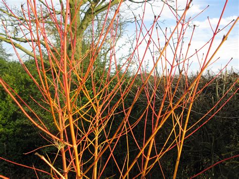Notes on cornus sanguinea 'midwinter fire'. Cornus sanguinea Midwinter Fire (2) - Dean's Garden Centre