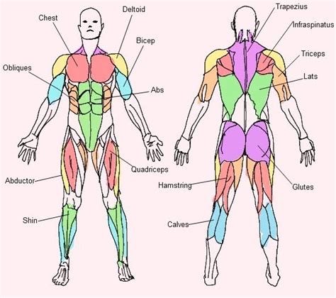 Muscular System Pictures For Kids Body Muscle Anatomy Human Muscle