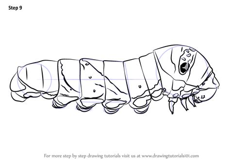 Learn How To Draw A Butterfly Larva Butterflies Step By Step