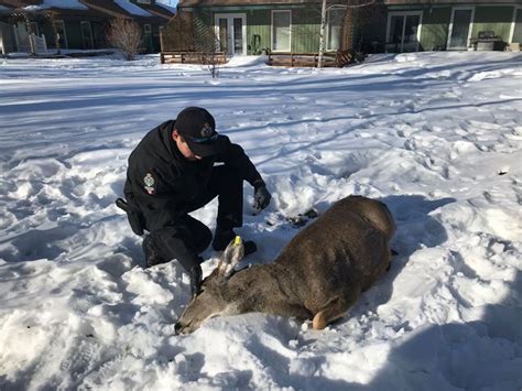 Deer With Garbage Lid Around Its Neck Saved By Bc Conservation Officers