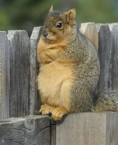 10 The Most Adorable Squirrel Posts On The Internet