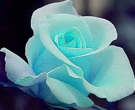 76 Gorgeous Roses Youll Wish You Could Grow Rose Blue Roses