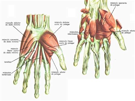 Musculos Da Mao Anatomia Dos Ossos Mão Anatomia Músculos