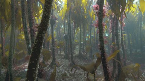 Kelp Canopy Mare Marine Activities Resources And Education Spores