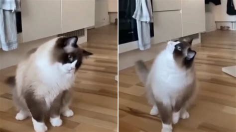 Cat Gets Utterly Confused As Bubbles Burst And Disappear Trending Hindustan Times