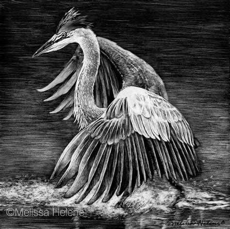 19 Heron Melissa Helene Amazing Expressions In Scratchboard Animal