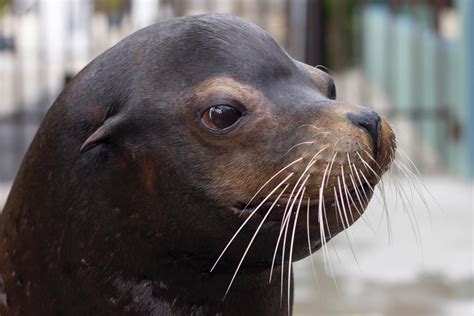 Sea Lion Vision Restoration A Glimpse Into Cataract Surgery At The