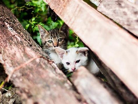 What Are Feral Cats Help And Advice Cats Protection