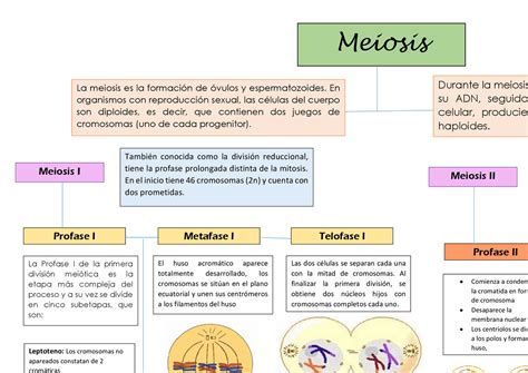 Mapa Conceptual De Mitosis Y Meiosis Esquemas Y Mapas Conceptuales De