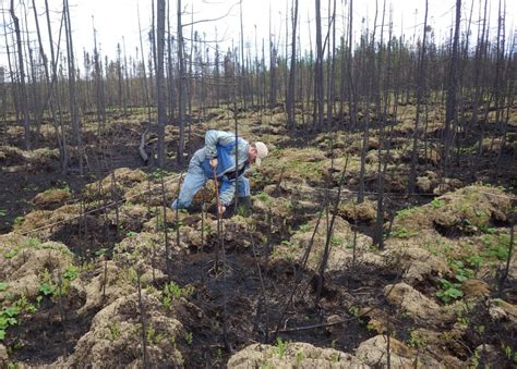Soils Contribute Greatly To Forest Fire Carbon Emissions Michigan