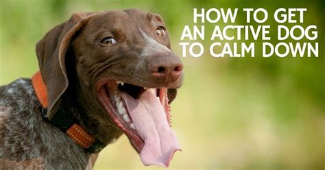 Once your dog has calmed down, praise them softly and pet them slowly. How to get an active dog to calm down - ThatMutt.com: A ...