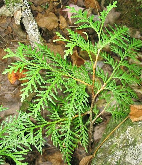 Northern White Cedar Seedlings Thuja Occidentalis Seedlings Cumbria