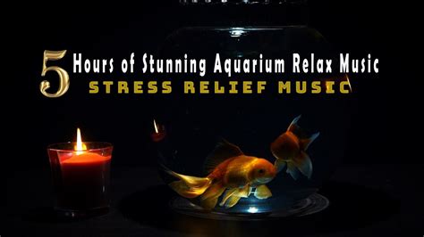 5 Hours Of Stunning Aquarium Relax Music Youtube