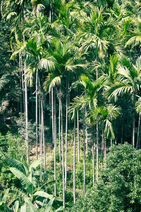 Slender Tall Palm Trees On The Edge Of The Rainforest Stock Photo