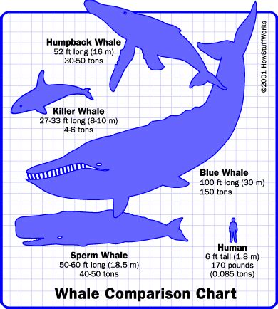 Humpback whales (please check out our humpback whale pictures) are mammals humpback whale facts: Know Your Media!: Underwater Ratios