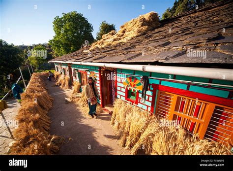 Indian Woman In His Tipycal Kumaoni House Where A Bunch Of Wheat Is Drying In The Sun Kala