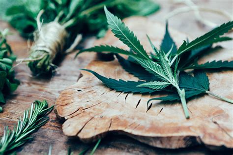The Sophisticated Shift In Cannabis Culture Exploring The World Of The