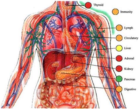 The principle organs in the chest are the lungs, the heart and the gullet (esophagus). Human Body Systems