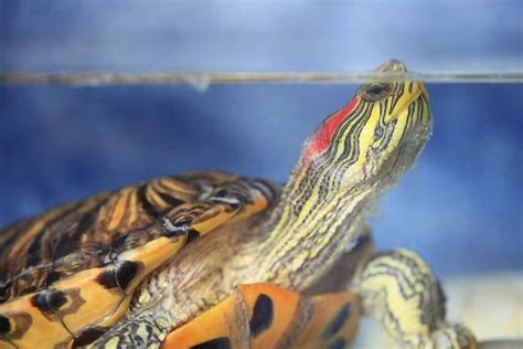 Types Of Pet Turtles That Stay Small Turtle Pet Guide