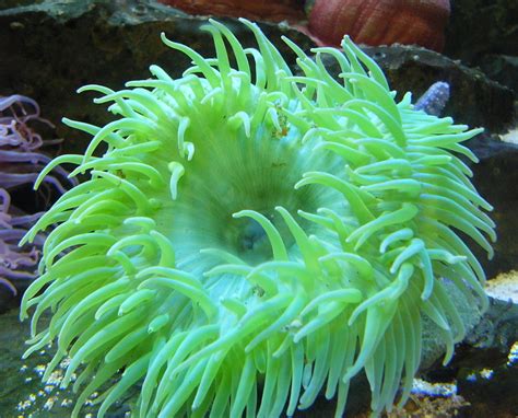 Sea Anemones For Sale Exotic Saltwater Sea Anemones Discount Coral