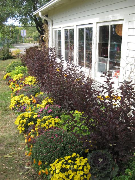 Diablo ninebark plants are broadleaf, deciduous flowering shrubs in the rose family. Next Door Laura: Fall Flashes