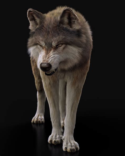 Artstation Greywolf Rig Massimo Righi Dire Wolf Grey Wolf Wolf