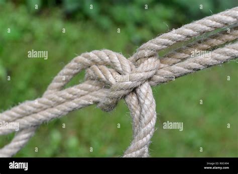 A Piece Of Knotted Rope Securing A Large Field Tent Rope Close Up Shot