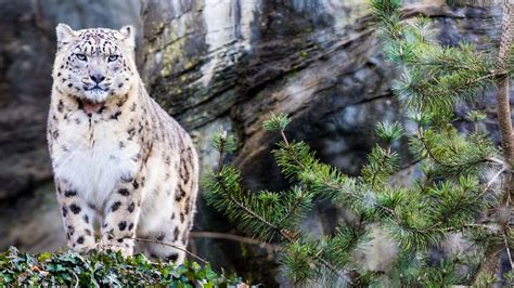 最も好ましい Snow Leopard On Rock 217971 Snow Leopard Climbing Rock