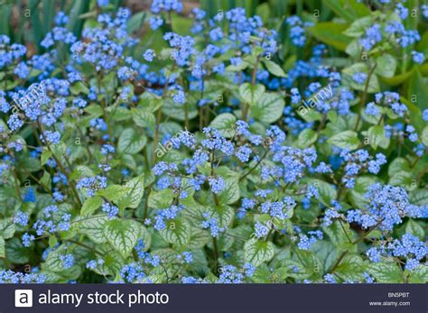 Blue Flower Sprays Of Brunnera Macrophylla Jack Frost Stock Image