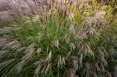 Miscanthus sinensis Yakushima Dwarf - Chinese Silver Grass - Hopes Grove
