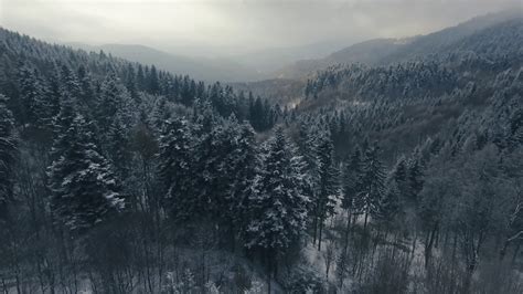 Aerial View Of Coniferous Forest In Winter Stock Video Footage 0017