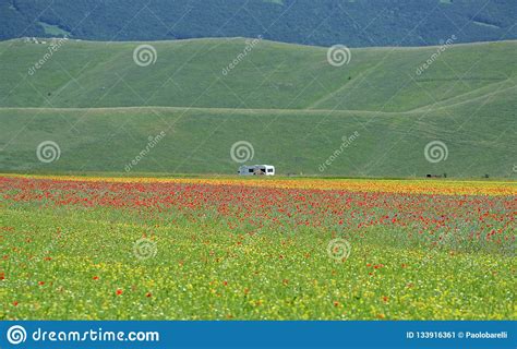 Flowery Fields In Pian Grande Near Castelluccio Di Norcia Umbria