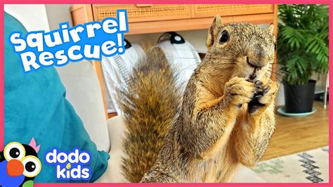 Rescue Squirrel Eats His Brothers Homework Rescued Dodo Kids